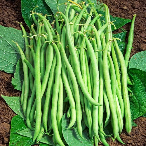 Buschbohne, mangetout ‘Braimar’ - Willemse