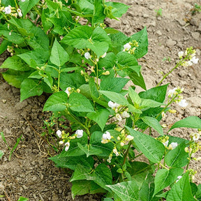Buschbohne, mangetout ‘Braimar’ - Phaseolus vulgaris braimar - Willemse