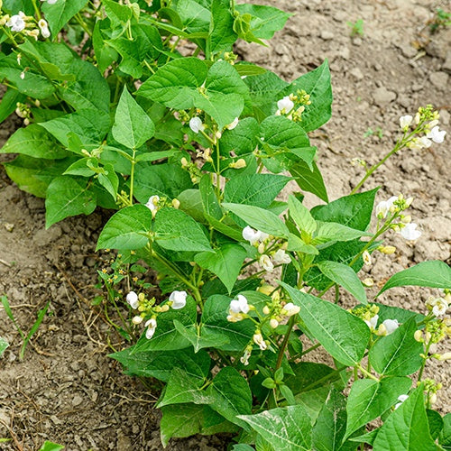 Buschbohne, mangetout ‘Braimar’ - Phaseolus vulgaris braimar - Willemse