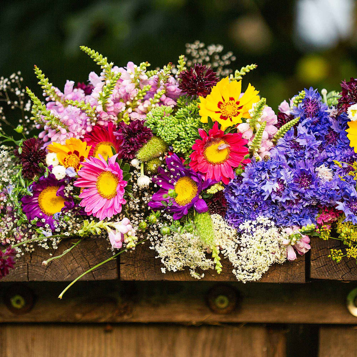 Blumen Saatmatte für Blumenkästen - Willemse