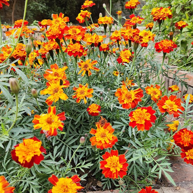 Studentenblume Rusty Red - Willemse