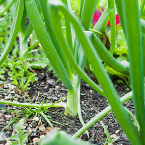 Zwiebel Centurion F1 - Allium cepa centurion f1