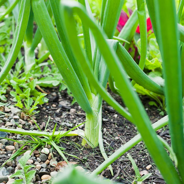 Zwiebel Centurion F1 - Allium cepa centurion f1