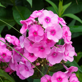 Flammenblume rosa (x3) - Willemse