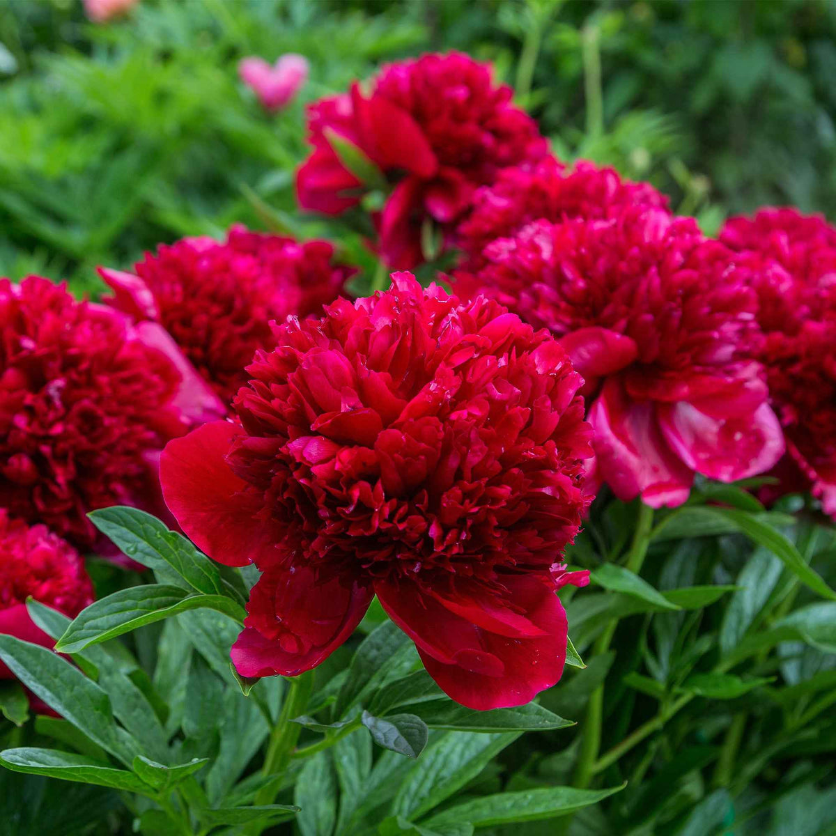 Pfingstrose Red Charm - Willemse