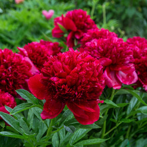 Paeonia lactiflora x Sorbet, Immaculée, Red Charm - Pfingstrosen-Kollektion 'Immaculée', 'Sorbet', 'Red Charm' - Pfingstrosen