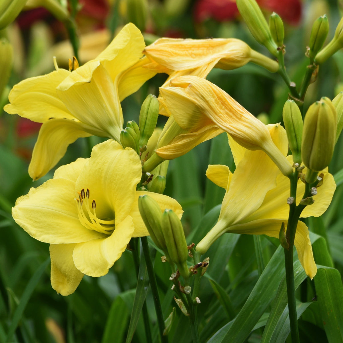 Duft-Taglilien ‘Fragrant Returns’ (x3) - Hemerocallis fragrant returns - Willemse