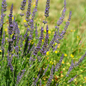 Lavandula angustifolia Grosso - Lavendel ‘Grosso’ - Lavendel
