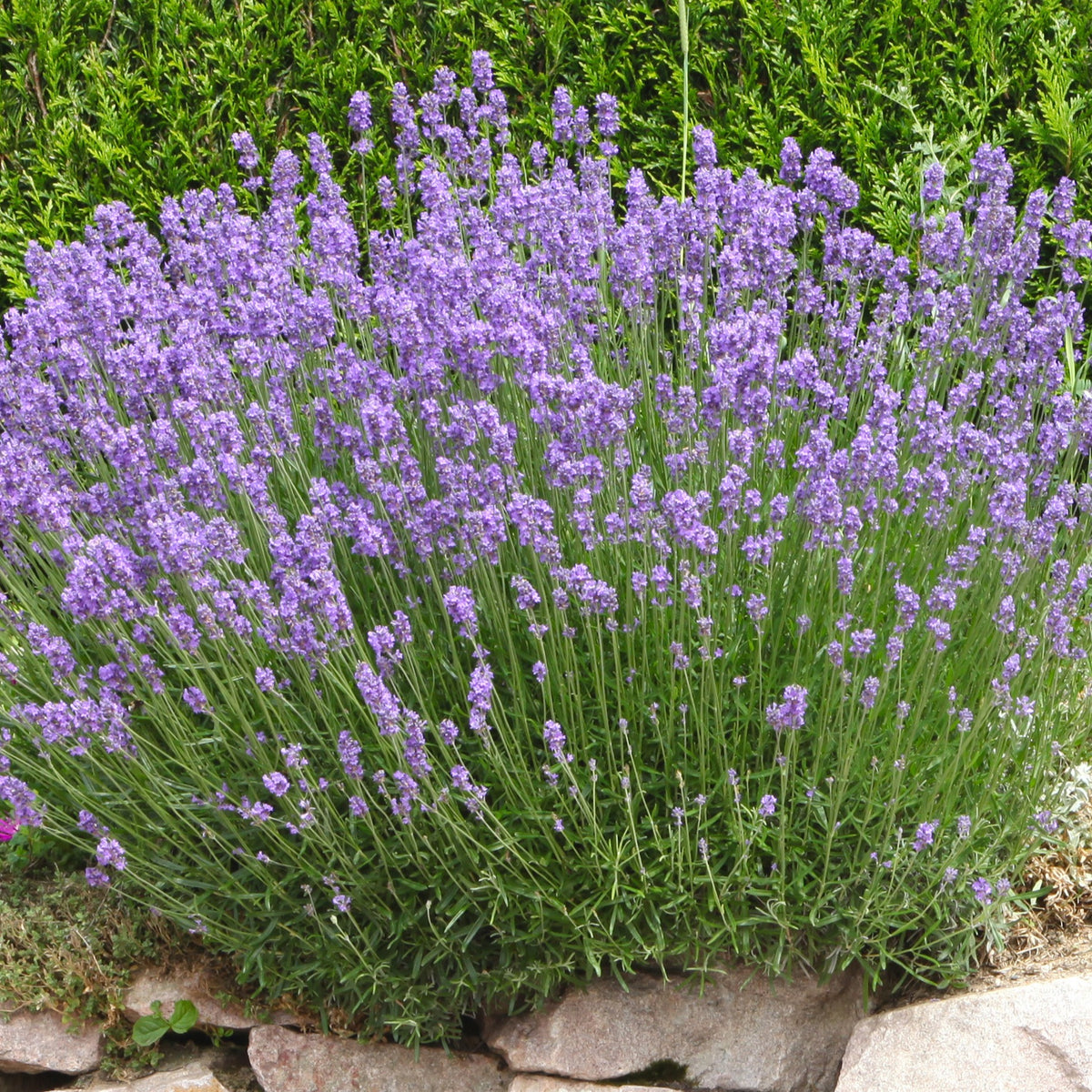 Lavendel ‘Grosso’ - Lavandula angustifolia Grosso - Willemse