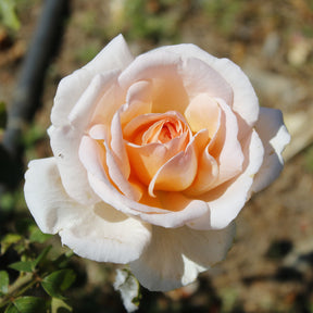 Strauchrose Malaga ® - Willemse