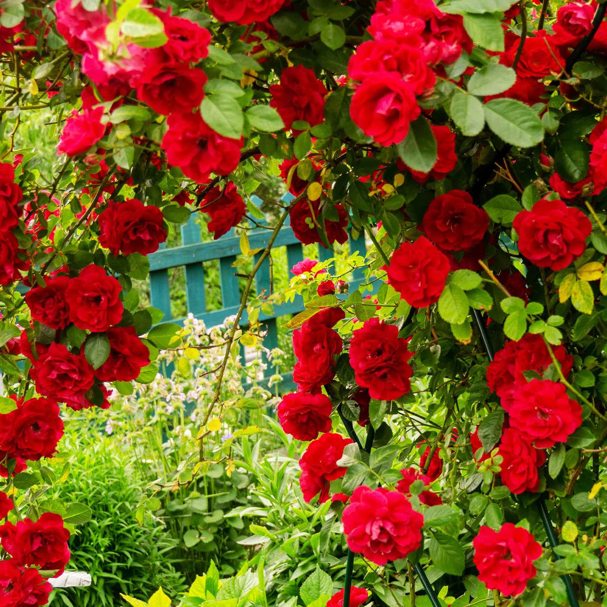 Rosa 'métanoia', 'musimara', 'indigoletta' - Kletterrosen-Kollektion 'Métanoïa', 'Musimara', 'Indigoletta' (x3) - Kletterrosen
