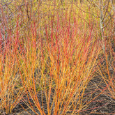 Blutroter Hartriegel Winter Flame ® Anny - Cornus sanguinea winter flame ® ‘anny’ - Willemse
