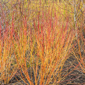Blutroter Hartriegel Winter Flame ® Anny - Cornus sanguinea winter flame ® ‘anny’ - Willemse