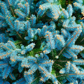 Stechfichte - Picea pungens maculata - Bäume