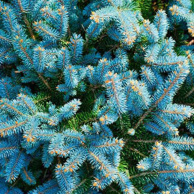 Stechfichte - Picea pungens maculata - Bäume
