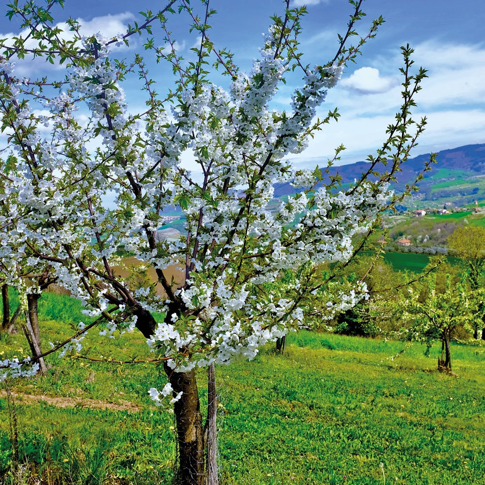 Süßkirsche ‘Van’ - Prunus avium Van - Willemse