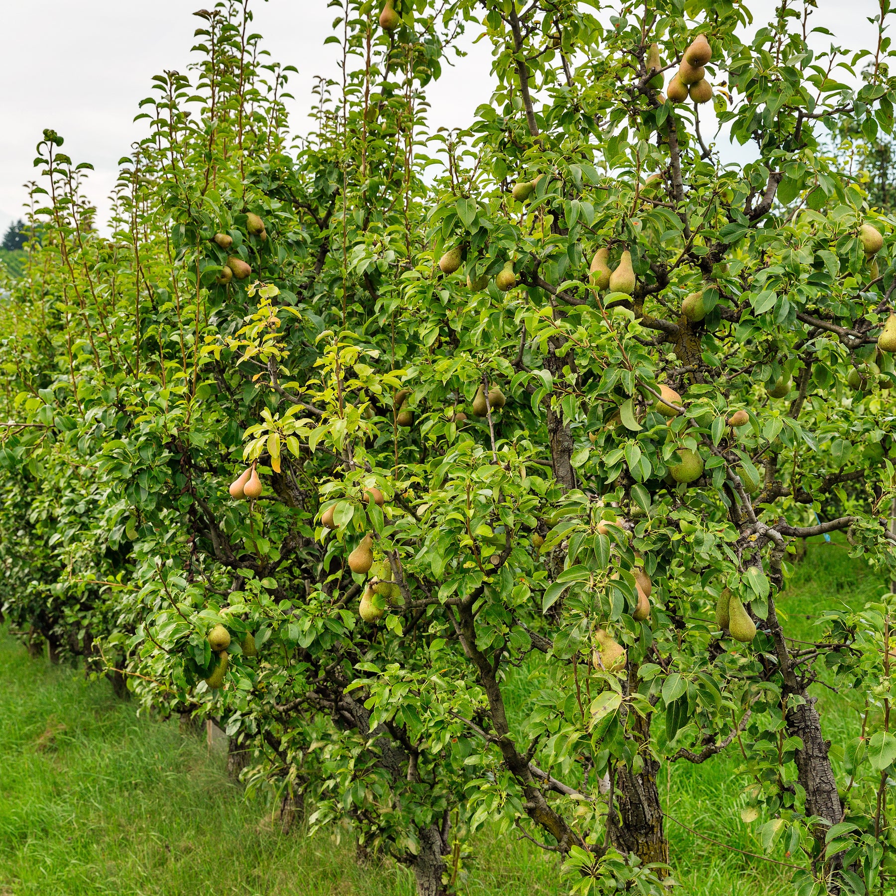 Birnbaum Conference - Pyrus communis Conférence - Willemse