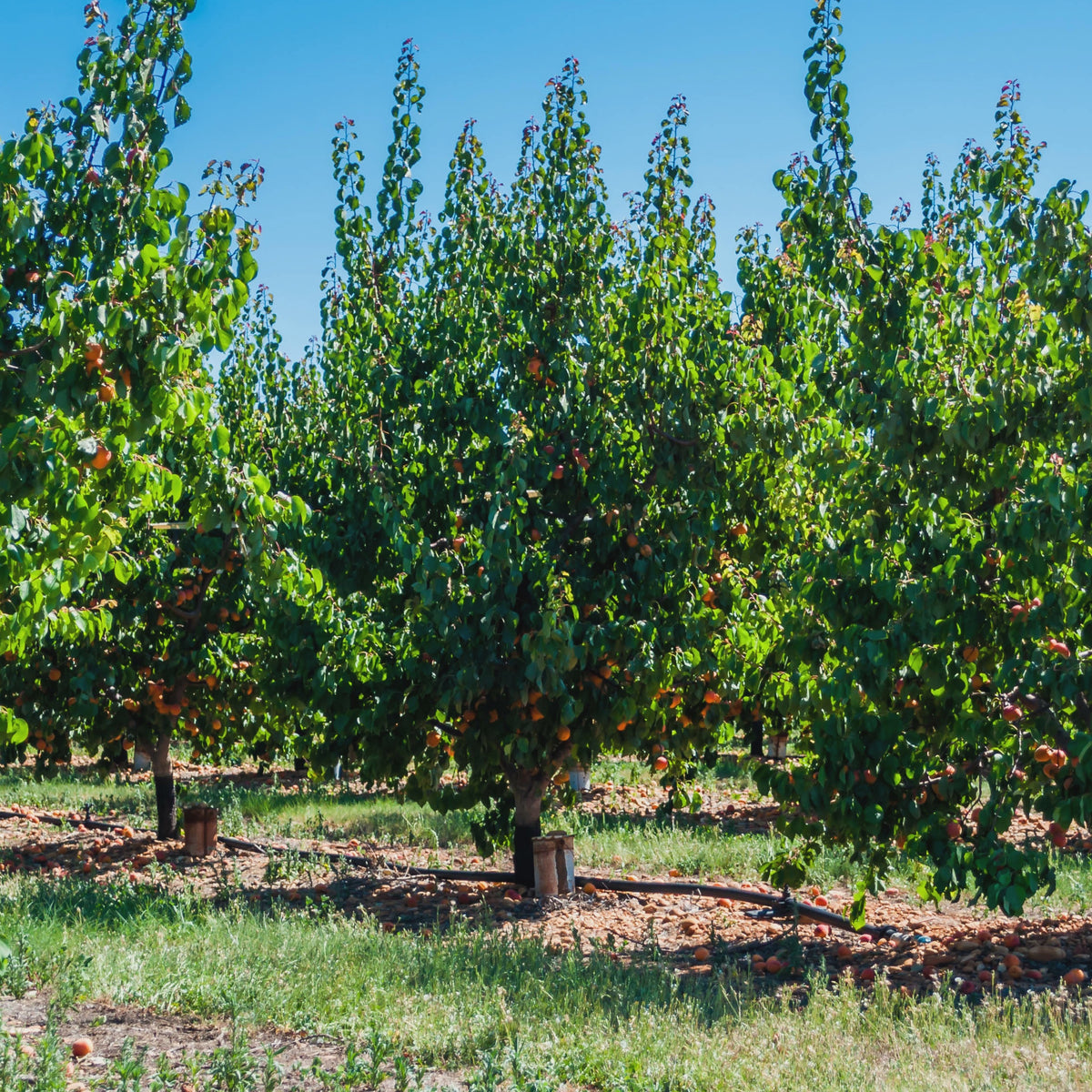 Aprikosenbäume - Aprikose ‘Polonais’ - Prunus armeniaca Polonais