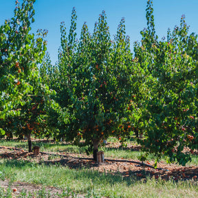 Aprikosenbäume - Aprikose ‘Polonais’ - Prunus armeniaca Polonais