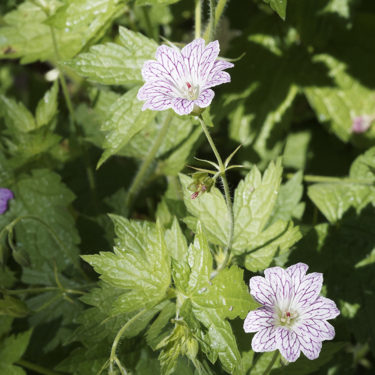 Storchschnabel ‘Katharine Adele’ (x3) - Geranium oxonianum katharine adèle - Willemse