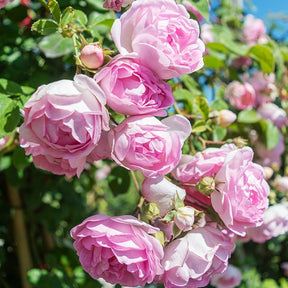 Kletterrose Jasmina Korcentex - Rosa jasmina korcentex - Willemse