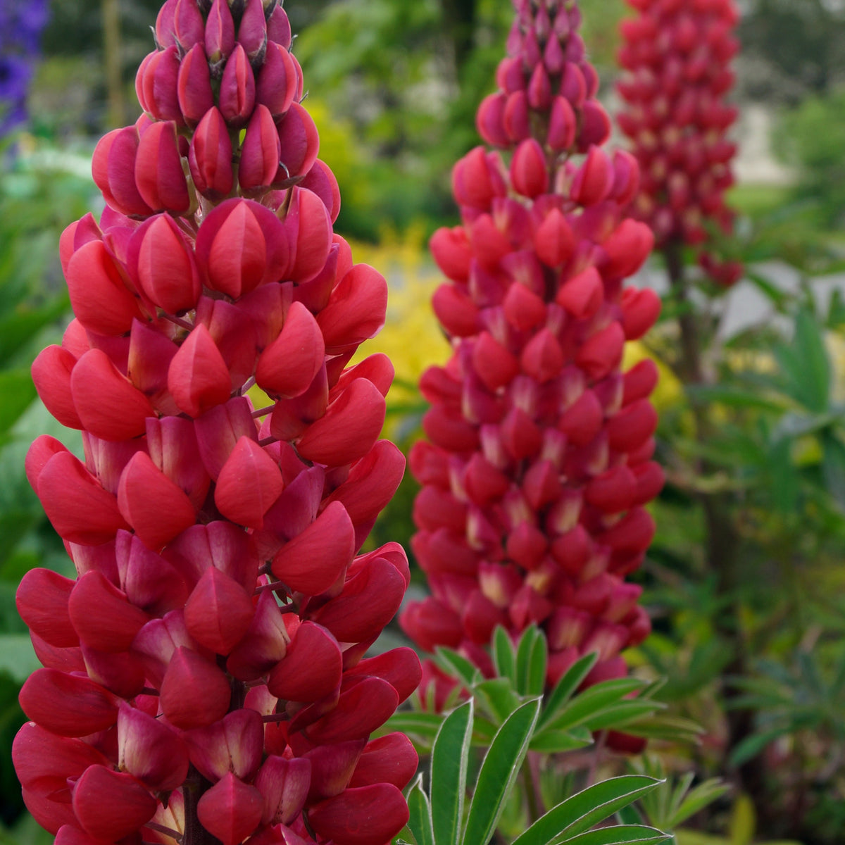 Lupine ‘Russell Red’ (x3) - Lupinus russell red - Willemse