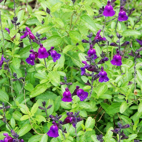 Strauchsalbei ‘Violette de Loire®’ - Salvia jamensis Violette de Loire ® Barsal - Willemse