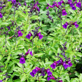 Strauchsalbei ‘Violette de Loire®’ - Willemse