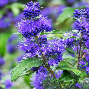 Bartblume Blauer Spatz - Willemse