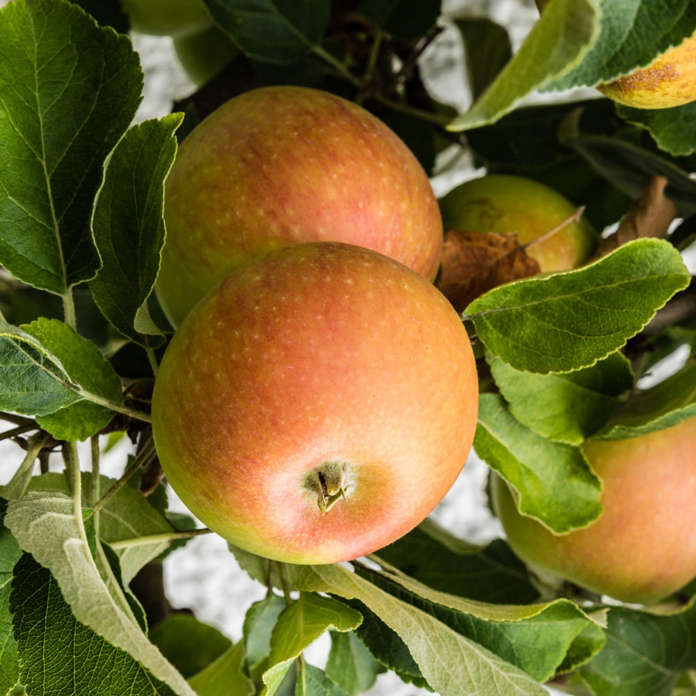 Apfel ‘Cox’s Orange Pippin’ - Willemse