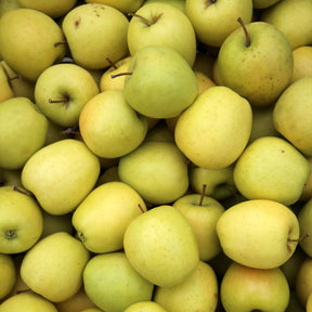 Apfelbaum ‘Golden Delicious’ - Malus domestica Golden Delicious - Willemse