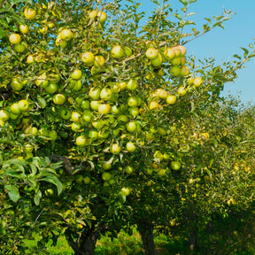 Malus domestica Golden Delicious - Apfelbaum ‘Golden Delicious’ - Apfelbäume