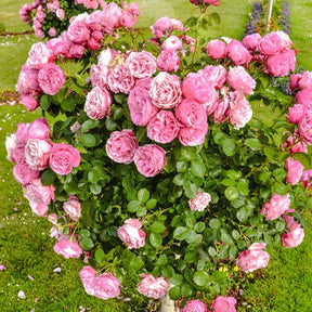 Rosa her's ausgreen ® (ausblush) - Englische Rose ‘Her’s Ausgreen’® - Rosen