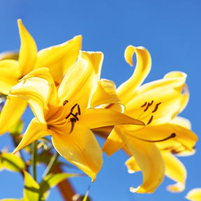 Trompeten Lilien Golden Splendour (x3) - Willemse