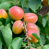 Aprikosenbaum Bergeron - Willemse