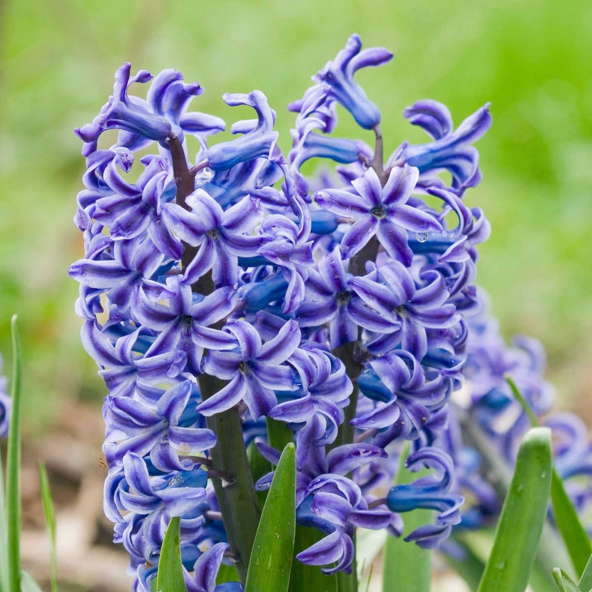 Hyazinthe 'Rembrandt' (x5) - Willemse
