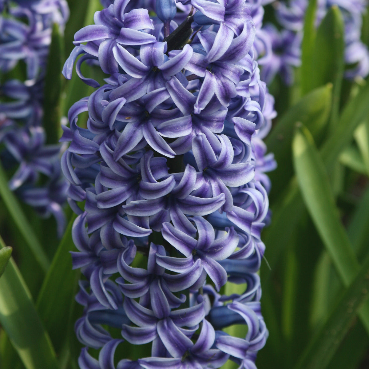 Hyazinthe 'Rembrandt' (x5) - Hyacinthus orientalis Rembrandt ® - Willemse