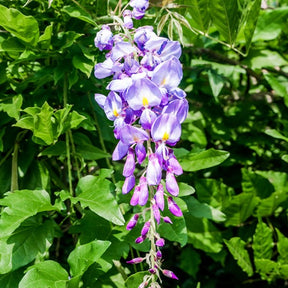 Glyzinien - Chinesischer Blauregen auf Stamm - Wisteria sinensis