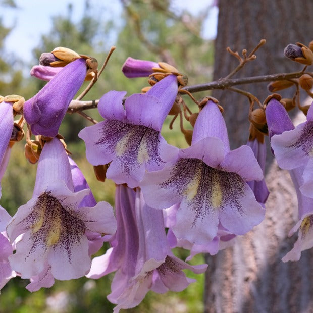 Blauglockenbaum - Paulownia - Blauglockenbaum - Willemse