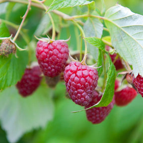 Himbeer-Kollektion ‘Marastar’, ‘Fallgold’, ‘Sumo 2’ (x3) - Rubus idaeus Marastar ®, Sumo 2, Fallgold - Willemse