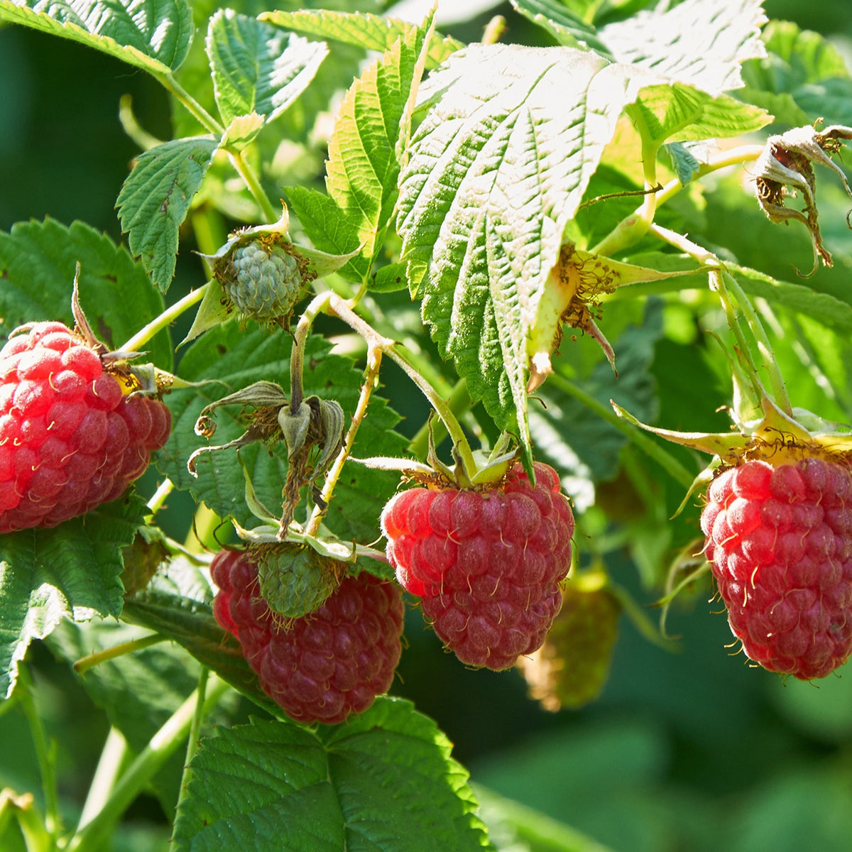 Remontant-Himbeeren Marastar ® COV MA29-20 - Willemse
