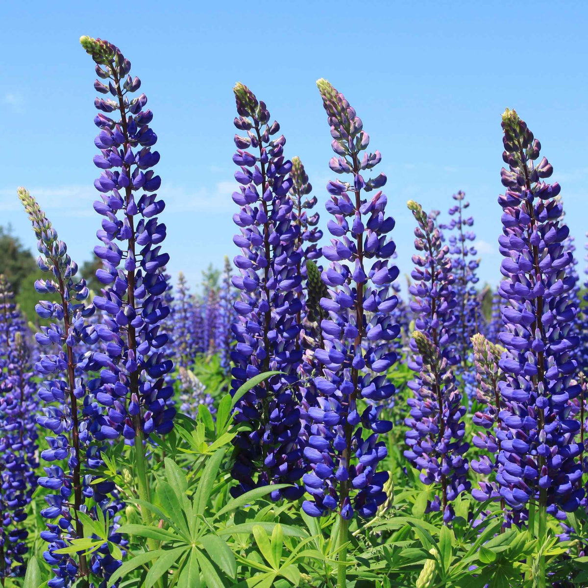 Lupine ‘Russell Blue’ (x3) - Lupinus Russell blue - Willemse
