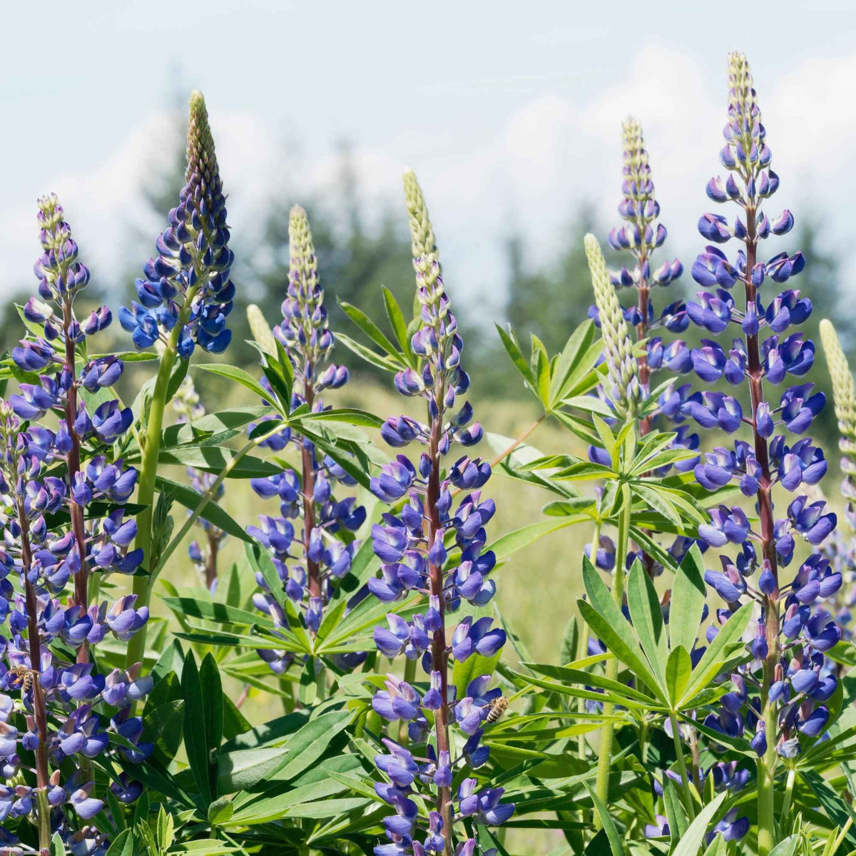 Lupine ‘Russell Blue’ (x3) - Willemse