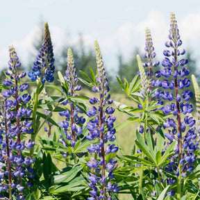 Lupine ‘Russell Blue’ (x3) - Willemse