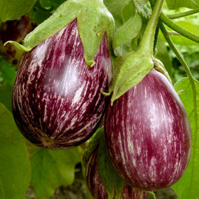 Aubergine ‘Rania’ Pflanzen (x3) - Willemse