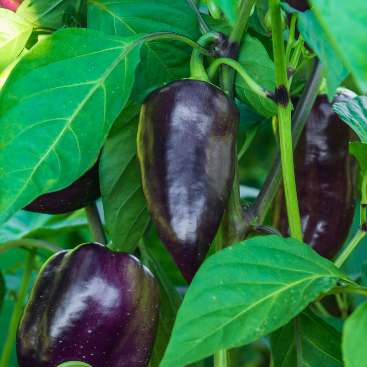 Paprika ‘Bellania’ Pflanzen (x3) - Willemse