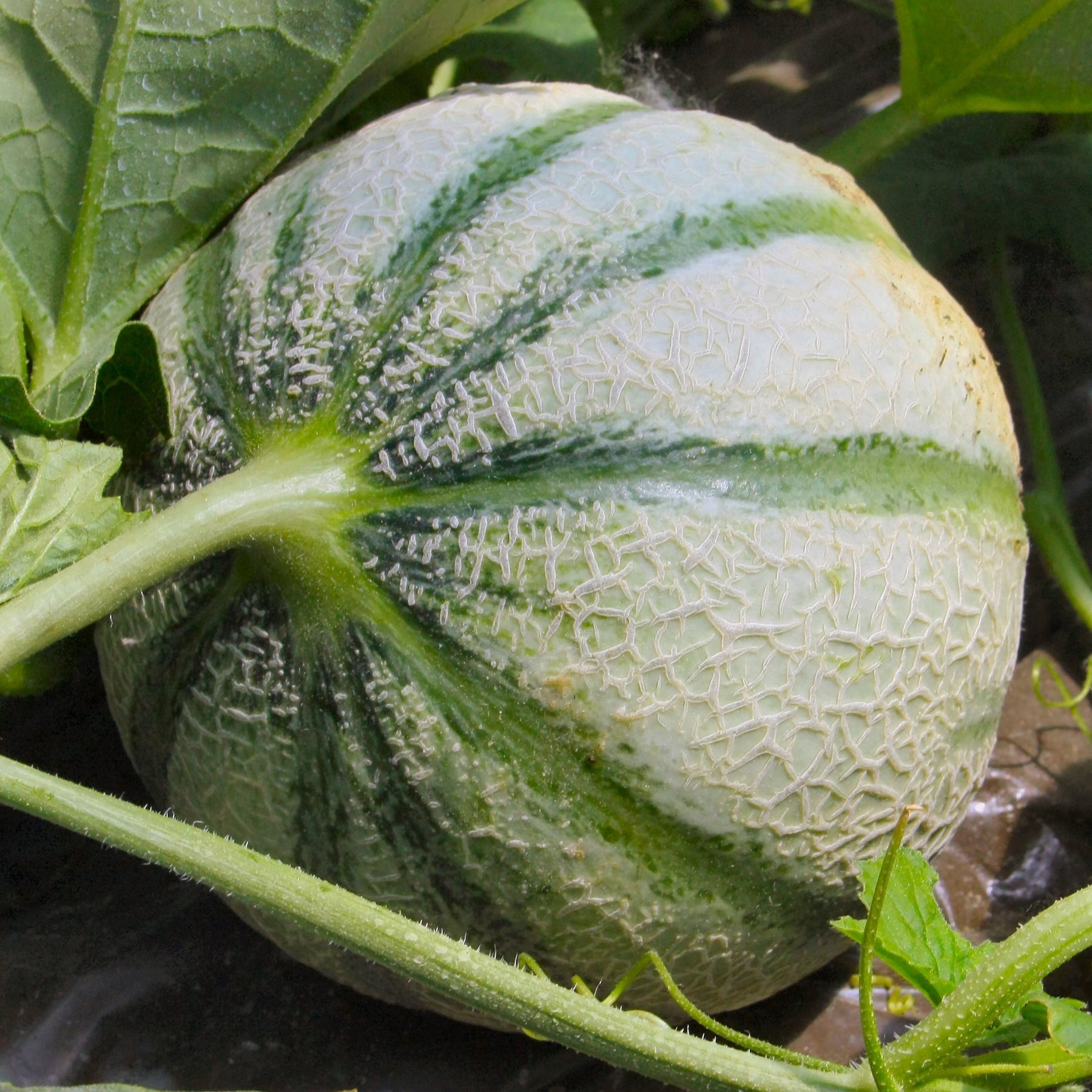 Zuckermelone Cezanne F1 Pflanze - Willemse