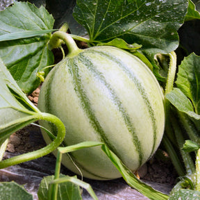 Zuckermelone Edgar F1 Pflanze - Willemse