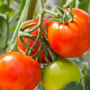 Tomate Montfavet F1 Pflanzen - Willemse