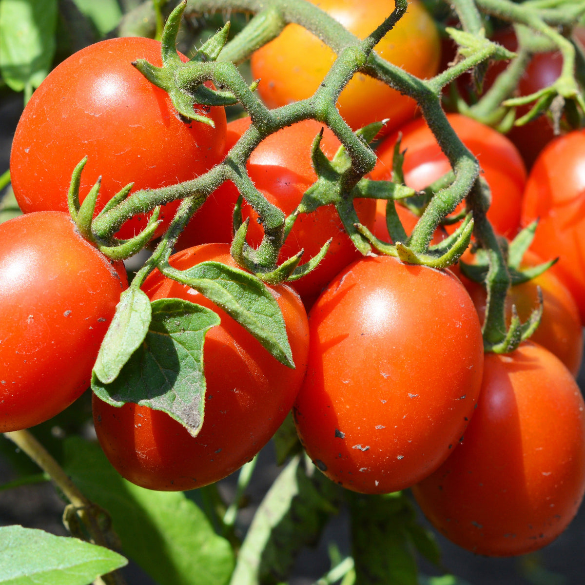 Tomate ‘Olivette Roma’ Pflanzen (x3) - Willemse